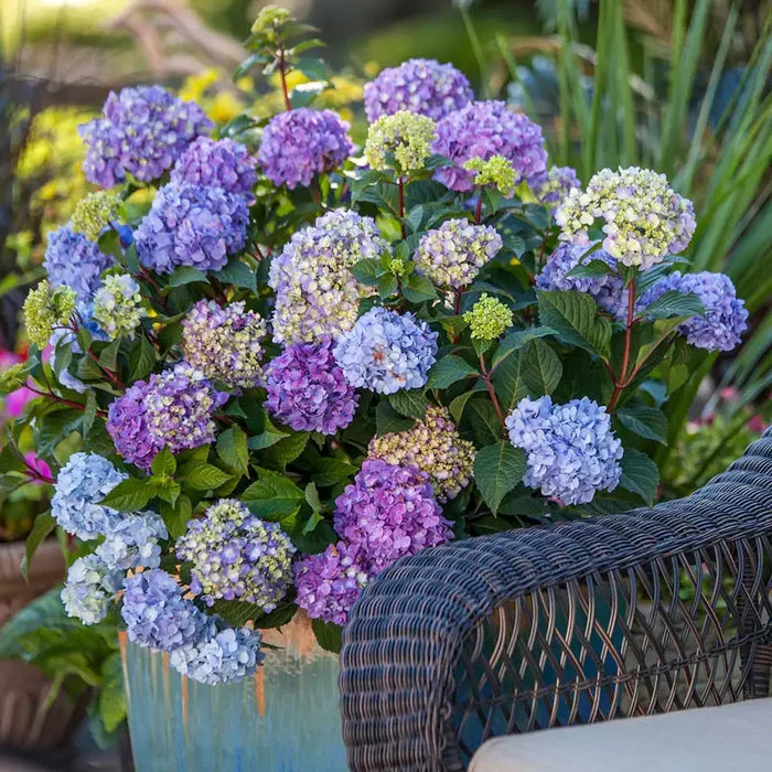 Endless Summer Bloomstruck