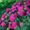 Endless Summer® Summer Crush® Hydrangea