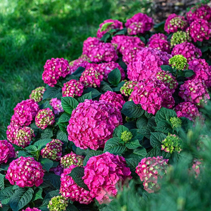 Endless Summer® Summer Crush® Hydrangea