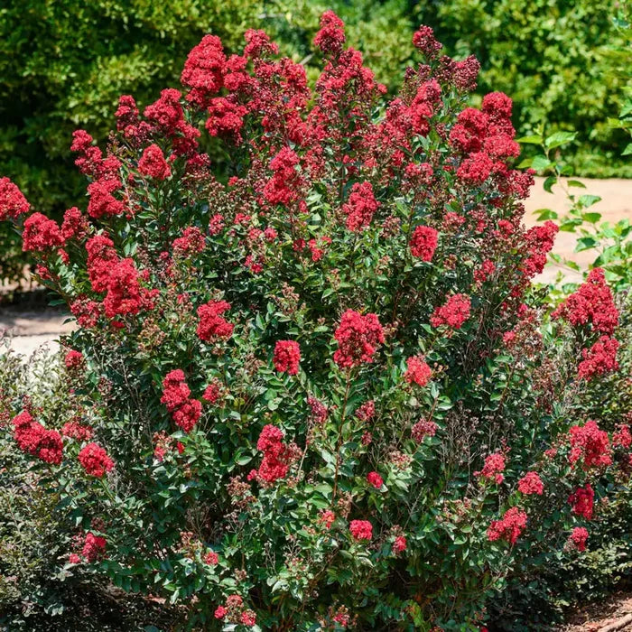 Enduring Summer Reblooming Crape Myrtle - Red