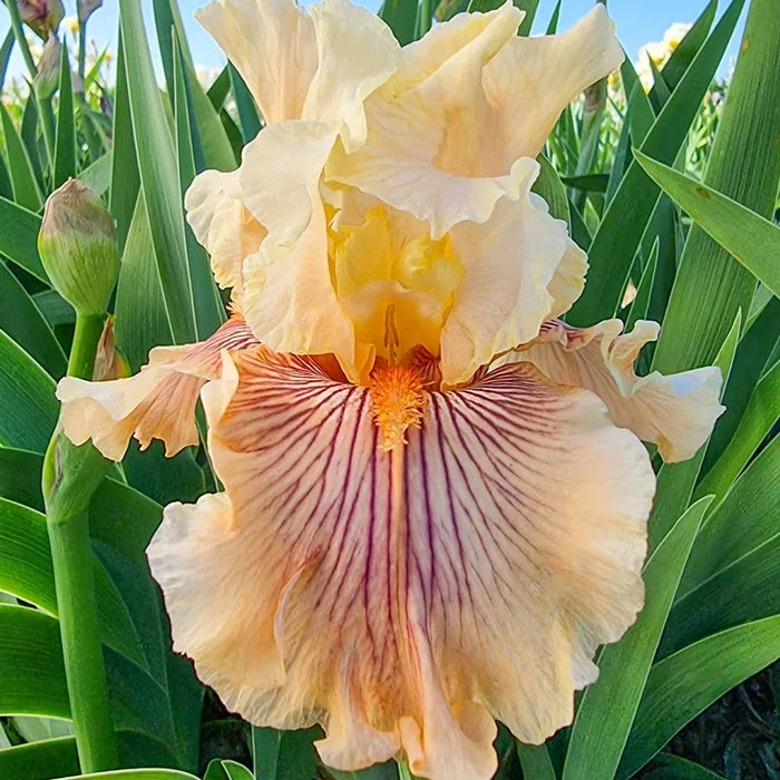 Escape From Boredom Bearded Iris