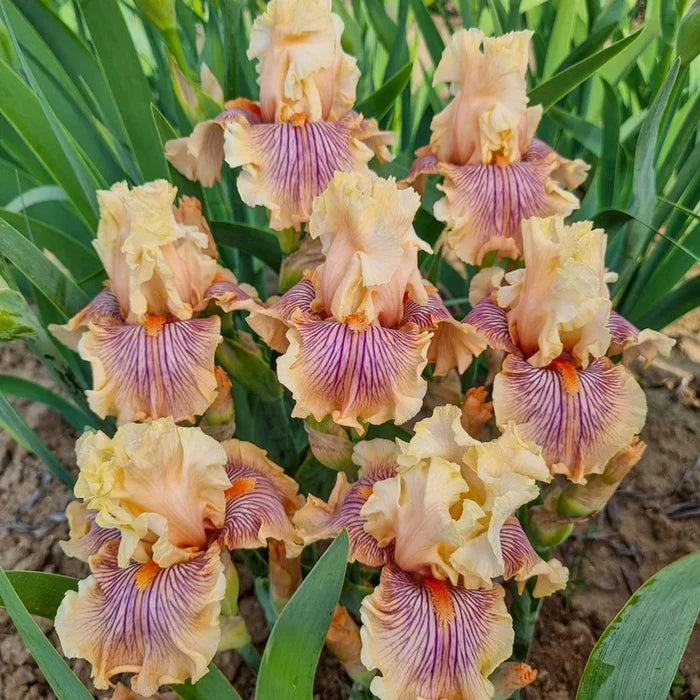 Escape From Boredom Bearded Iris