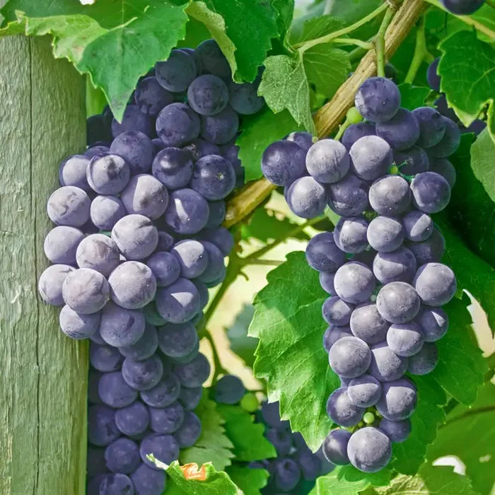 Everest Seedless™ Grape Vine