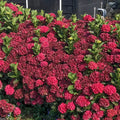 Everlasting ® Crimson Hydrangea