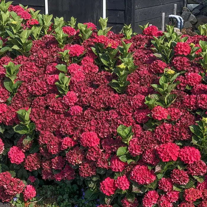 Everlasting ® Crimson Hydrangea