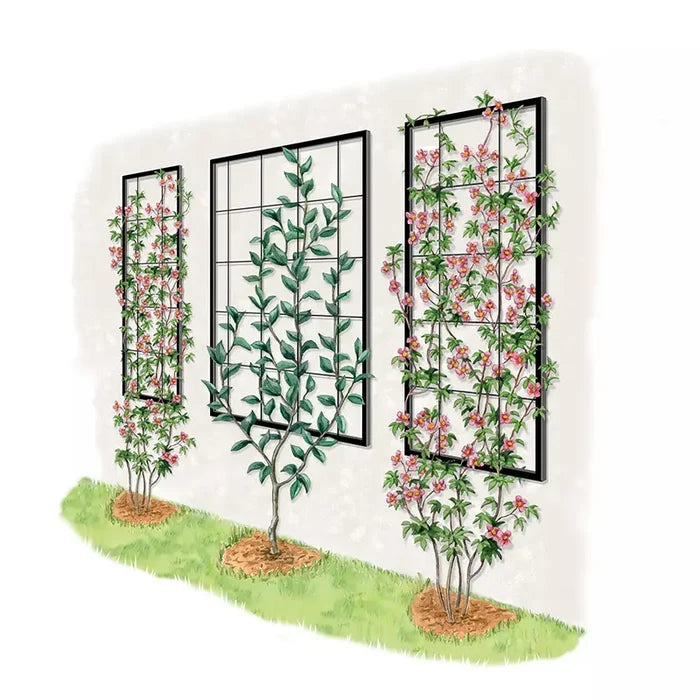 Exeter Wall Trellis Large