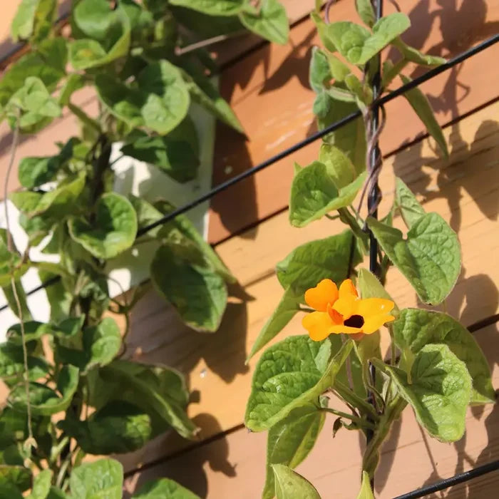 Exeter Wall Trellis Large