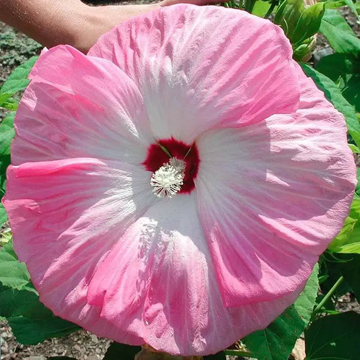 Eye Candy Hibiscus