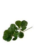 Ficus Fiddle Stem 80cm