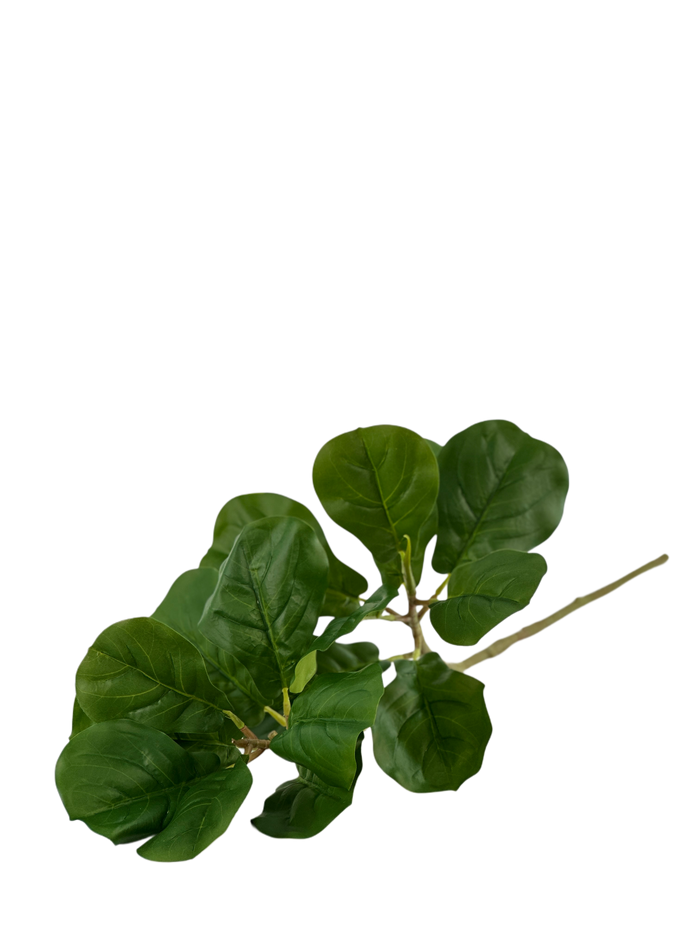 Ficus Fiddle Stem 80cm