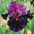 Fiery Temper Bearded Iris