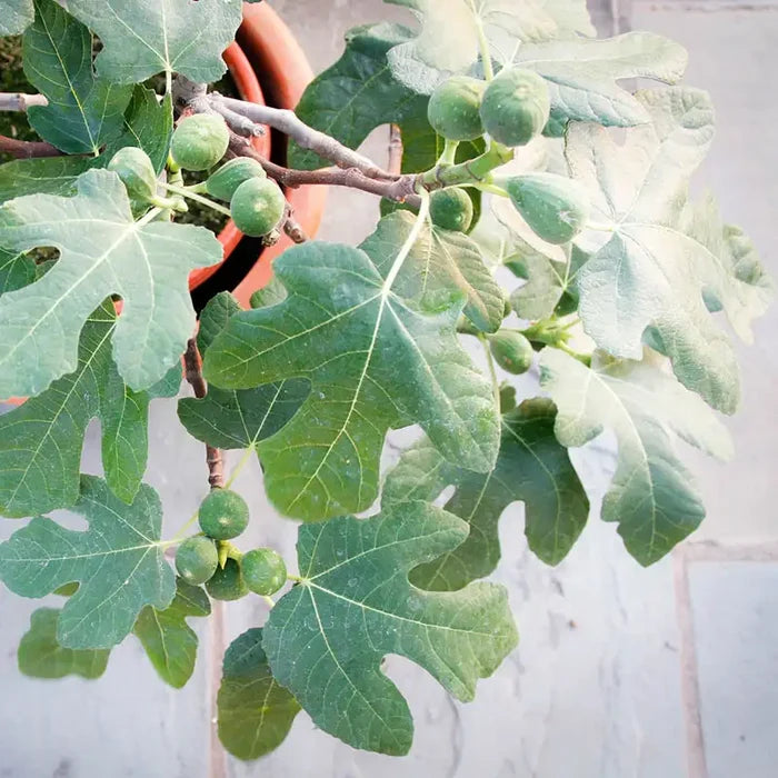 Fignomenal® Fig