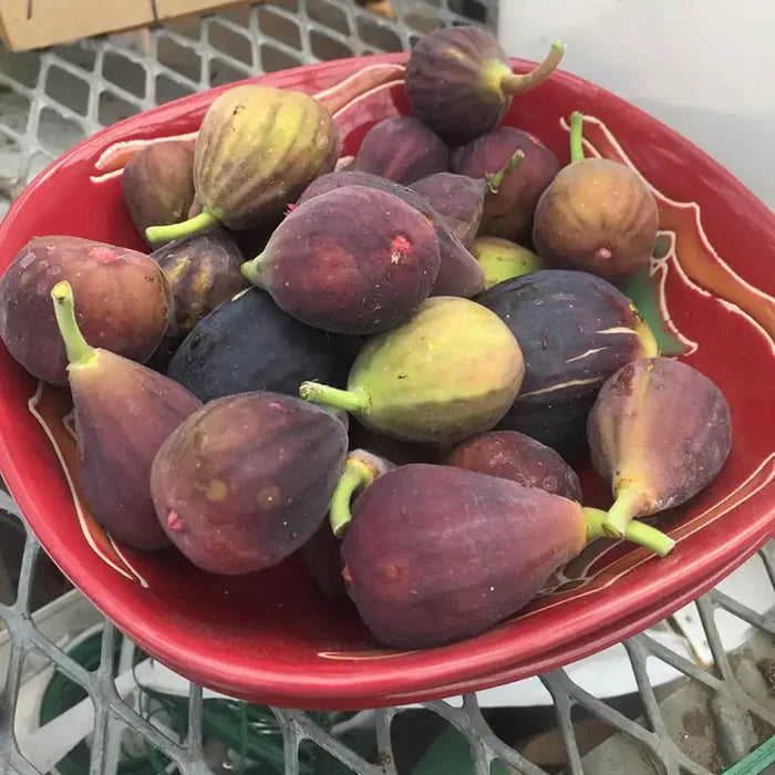 Fignomenal® Fig