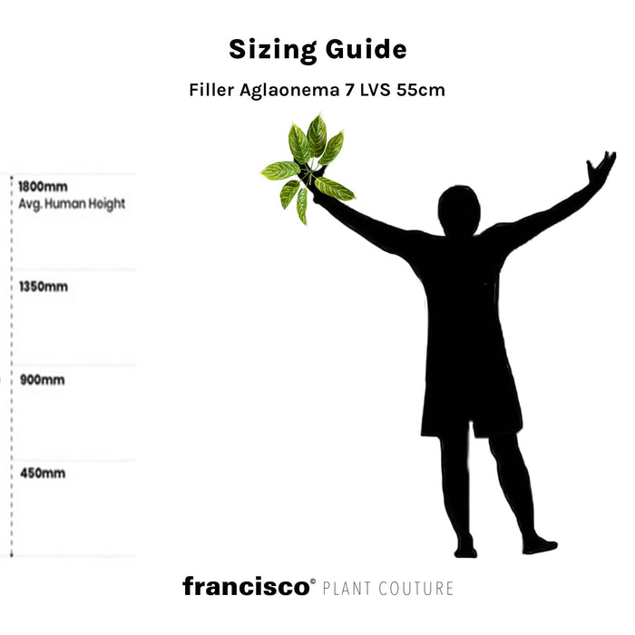 Filler Aglaonema 7 LVS - 55cm