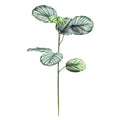 Filler Arrowroot Stem x 7 Lvs 80cm