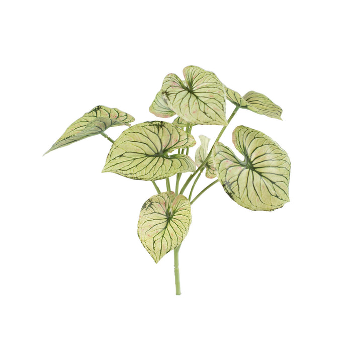 Filler Caladium Bush - 32cm