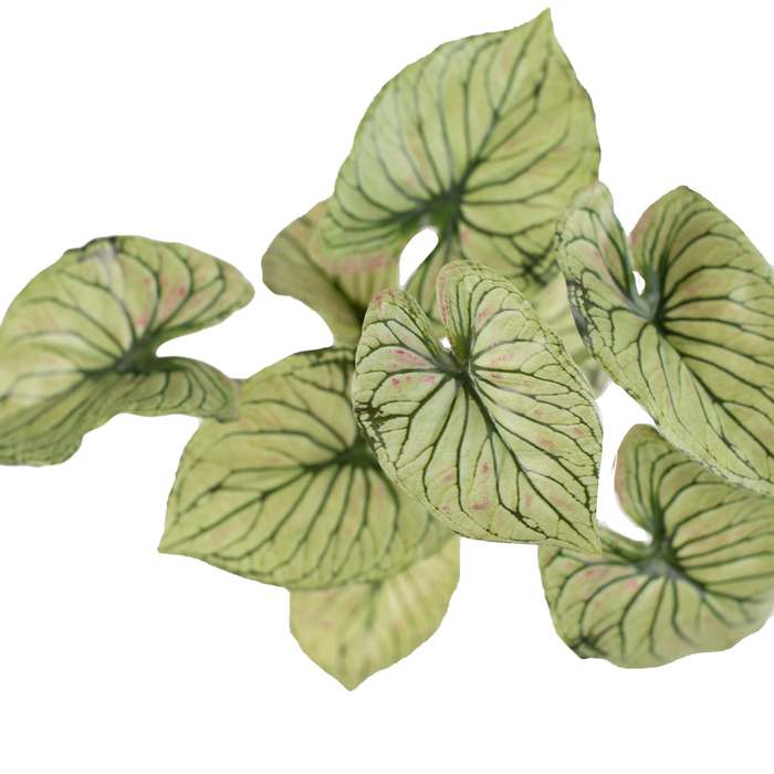 Filler Caladium Bush - 32cm