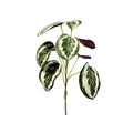 Filler Calathea - 45cm