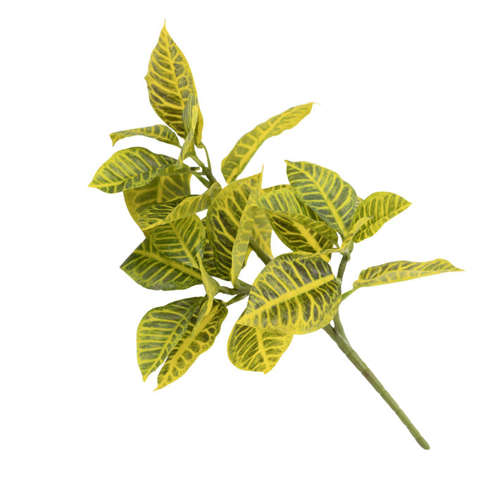 Filler Croton - 40cm