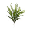 Filler Fern Bush 81cm