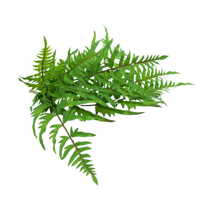 Filler Fern Dark Green - 43cm