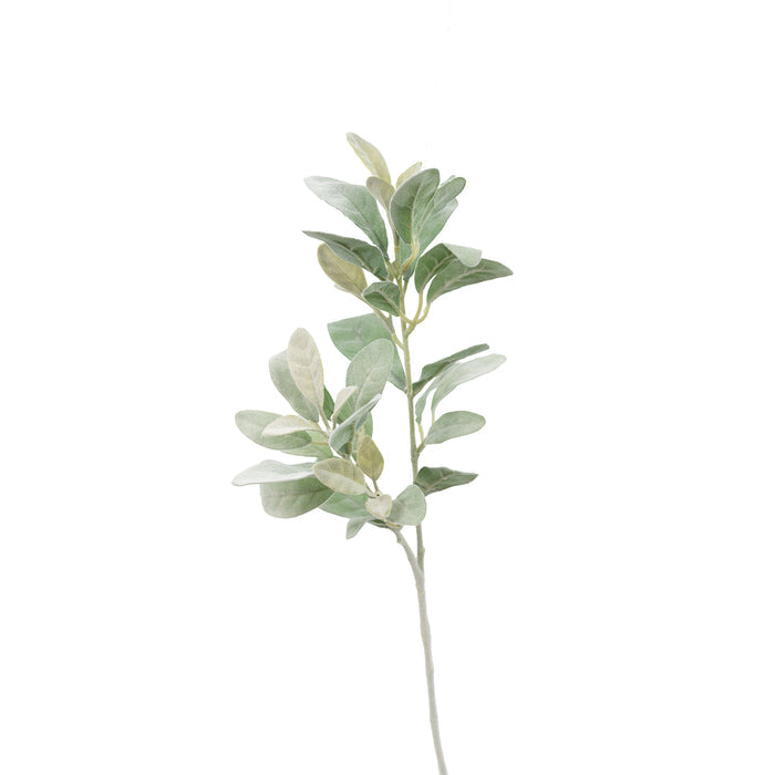Filler Lambs Ear Stem - 70cm