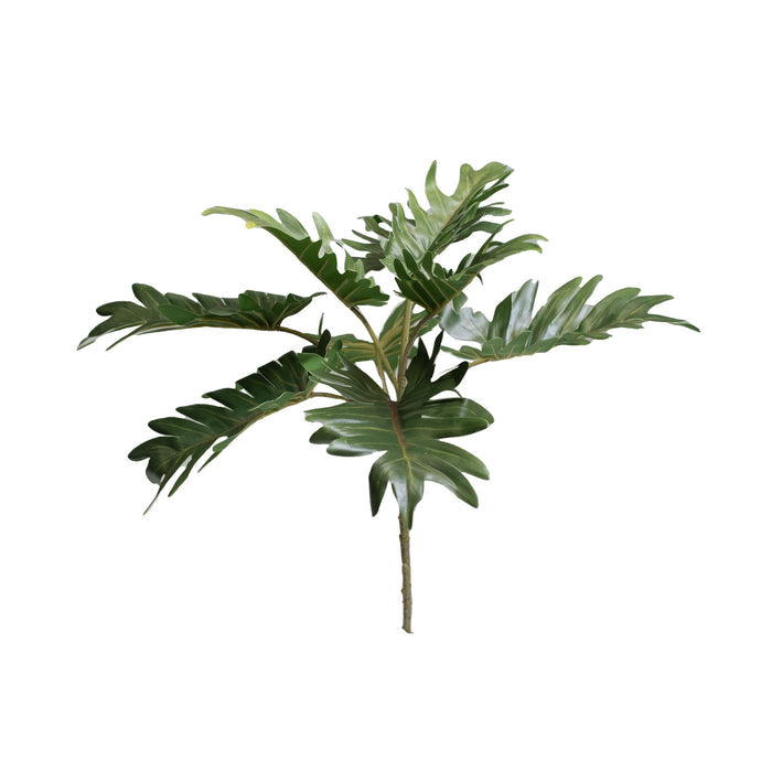 Filler Philodendron Bush  40cm
