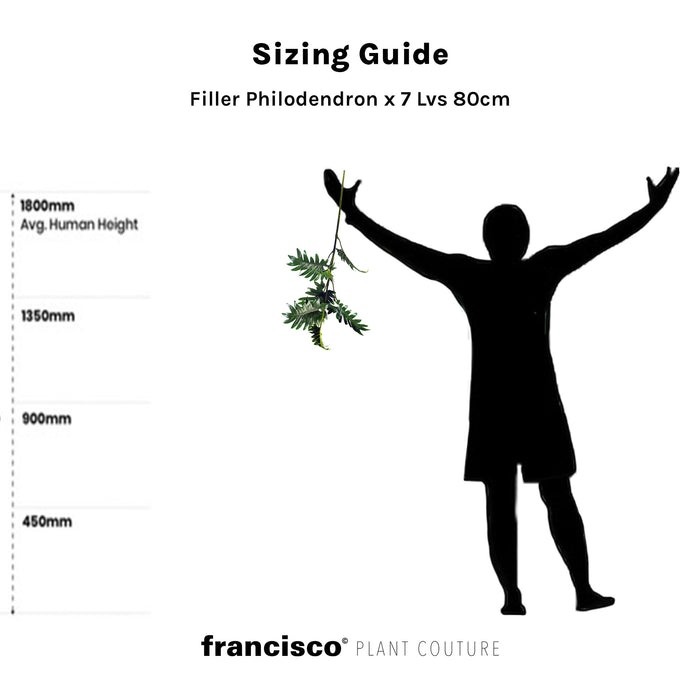 Filler Philodendron x 7 Lvs - 80cm