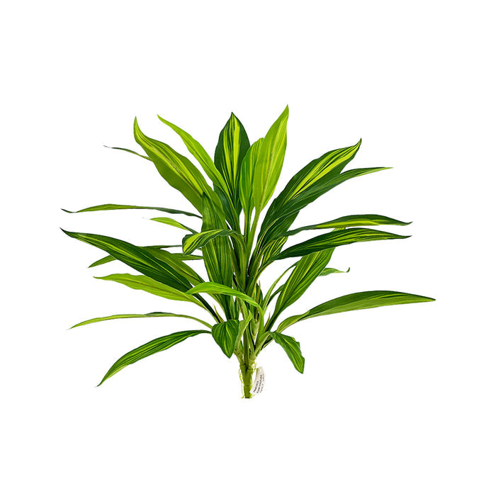 Filler R/T Dracaena Bush Variegated 50cm
