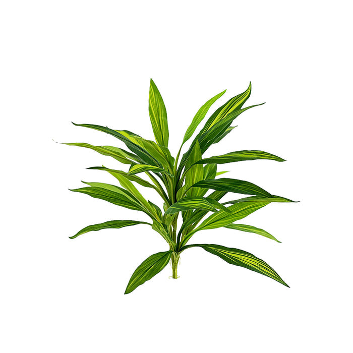 Filler R/T Dracaena Bush Variegated 50cm