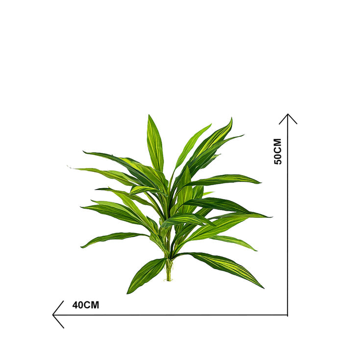 Filler R/T Dracaena Bush Variegated 50cm