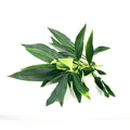 Filler R/T Green Dracaena Bush 50cm X41Lvs
