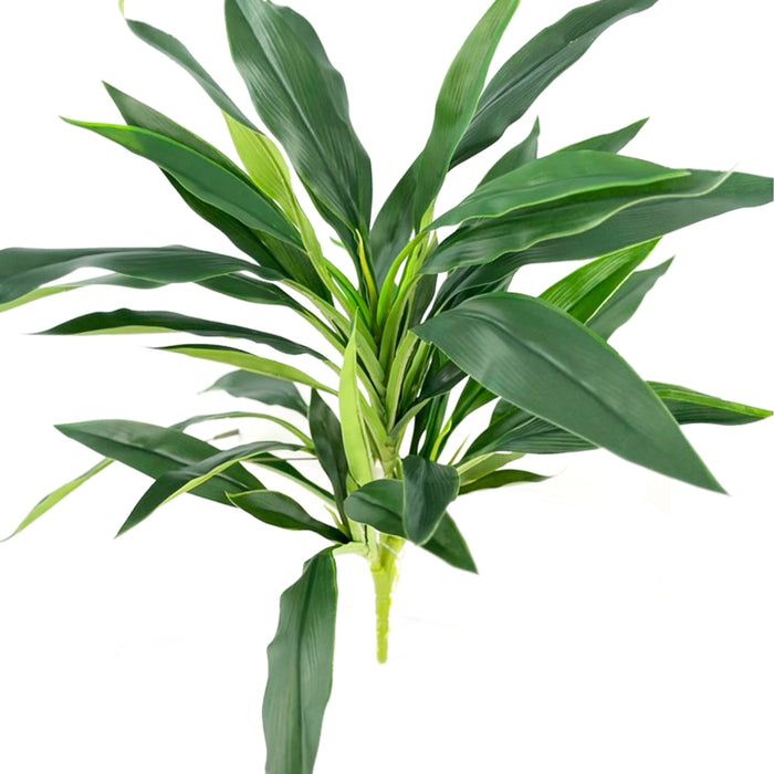 Filler R/T Green Dracaena Bush 50cm X41Lvs