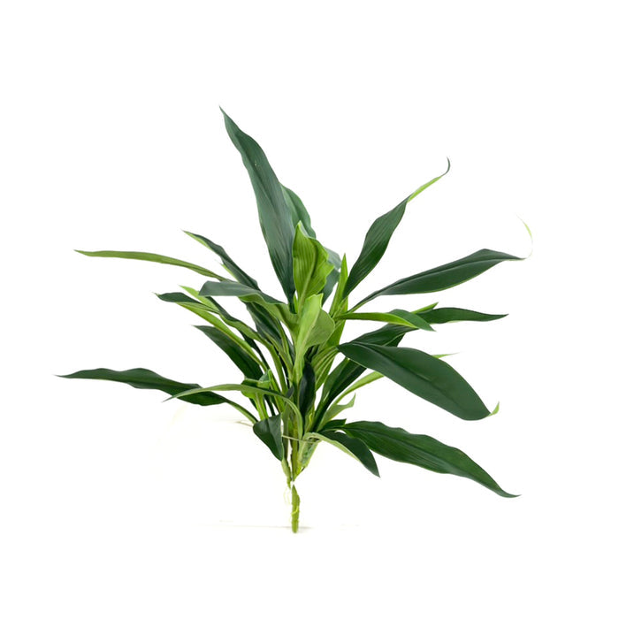 Filler R/T Green Dracaena Bush 50cm X41Lvs