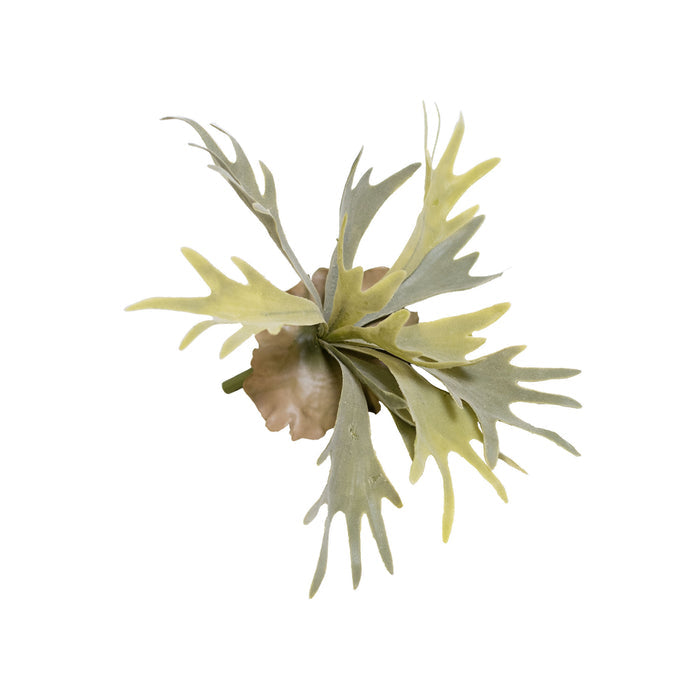 Filler Staghorn Plant - 28cm