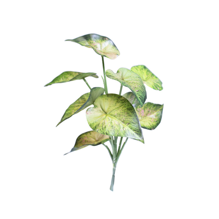 Filler Syngonium bunch - 31cm