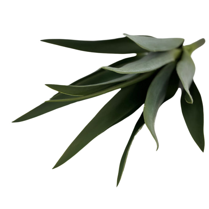 Filler Yucca - 42cm. Side view of artificial plant available from Plant Couture.