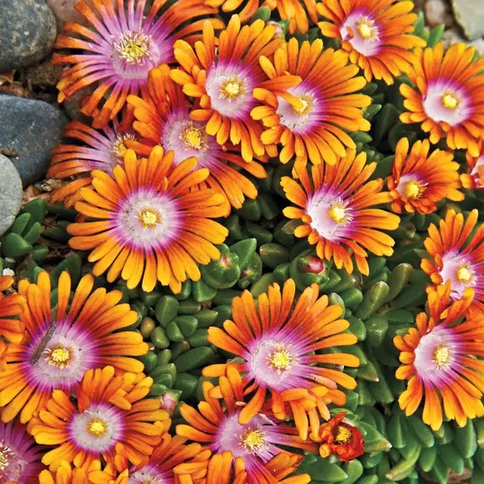Fire Spinner® Ice Plant