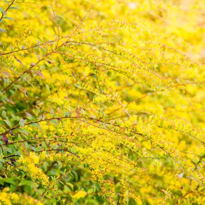 Fireworks Goldenrod