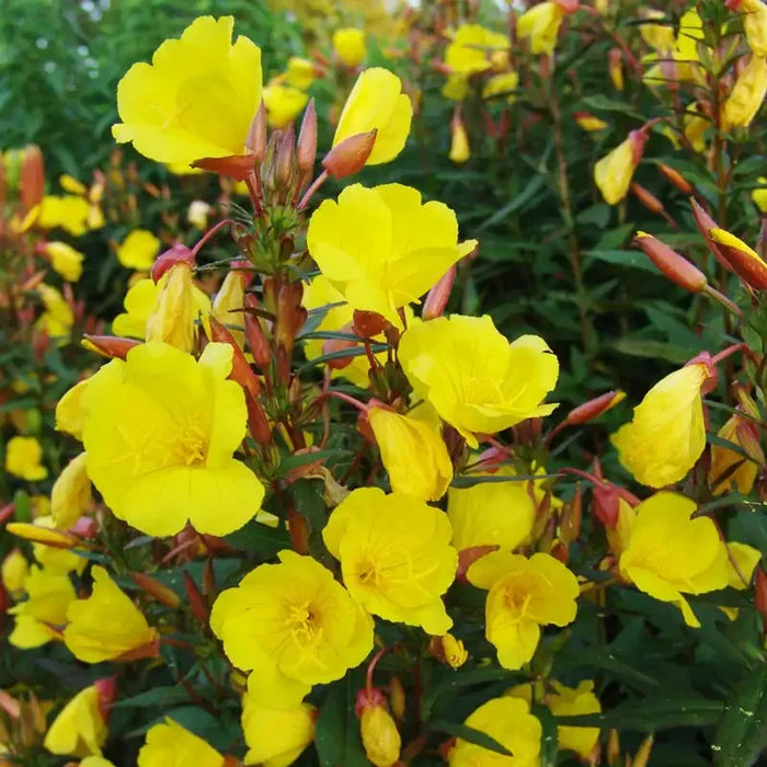 Fireworks Sundrops
