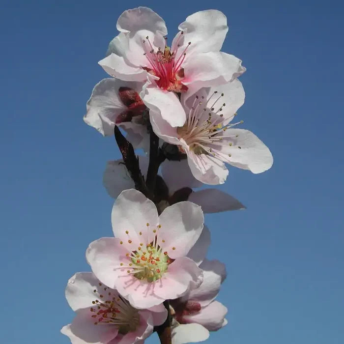 Flat Wonderful™ Peach Tree