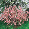 Flowering Almond