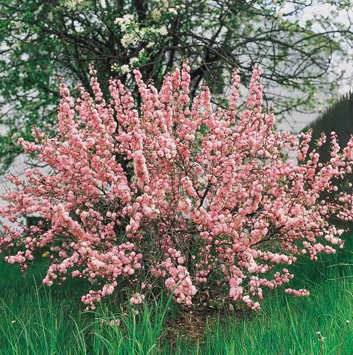 Flowering Almond