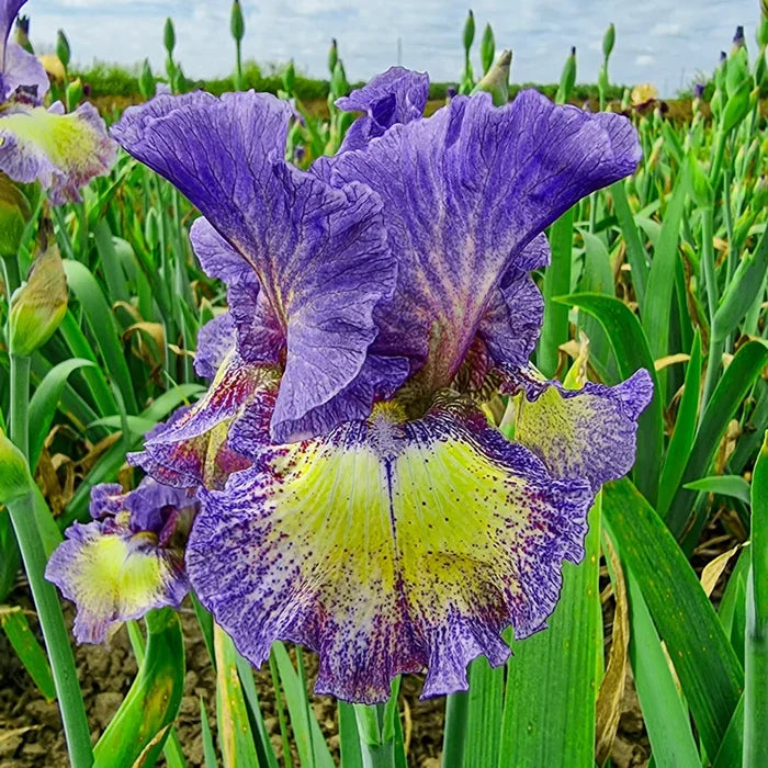 Foolish Dreamer Bearded Iris