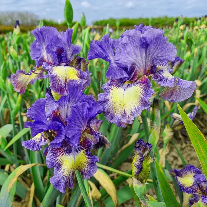 Foolish Dreamer Bearded Iris