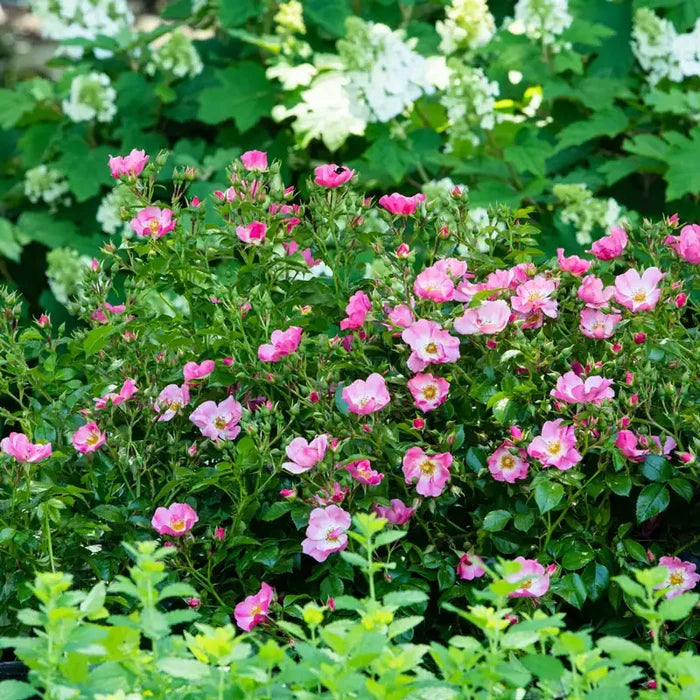 Forever & Ever® Pink Rose
