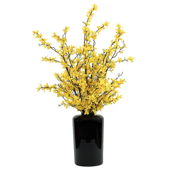 Forsythia Stems Yellow in Tall Black Vase