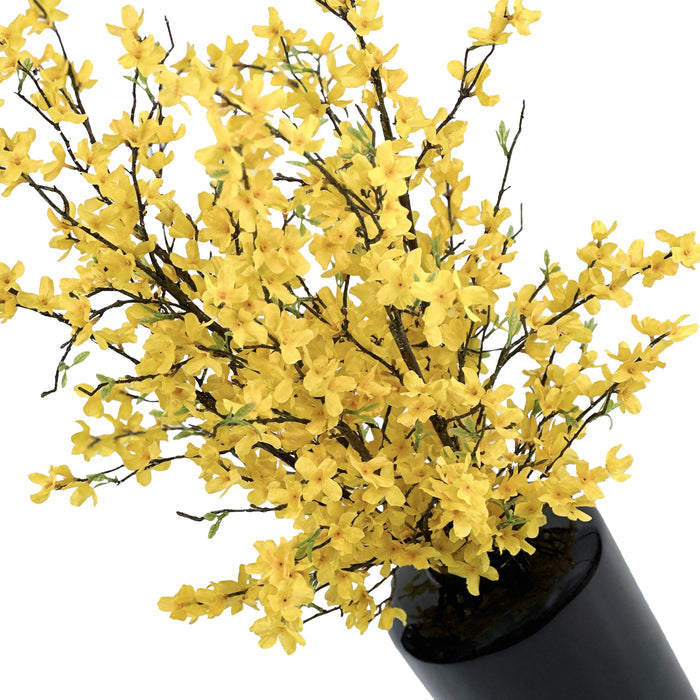 Forsythia Stems Yellow in Tall Black Vase