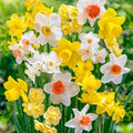 Fragrant Daffodil Mix