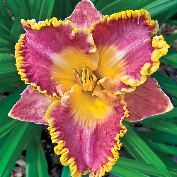 French Lingerie Reblooming Daylily